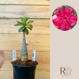 2410 05 Rosa do Deserto Ayla