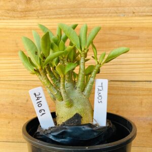 2410 61 Arabicum Tanos - F2 12 meses