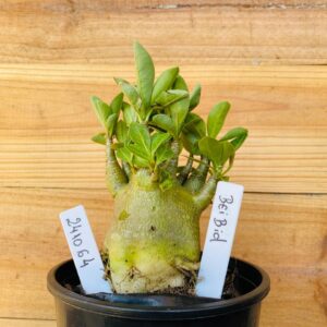 2410 64 Arabicum Bei Bid- F2 12 meses