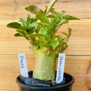 2410 66 Arabicum Braquiossauro - F2 12 meses