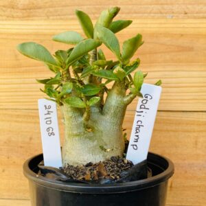 2410 68 Arabicum Godji Champ - F2 12 meses