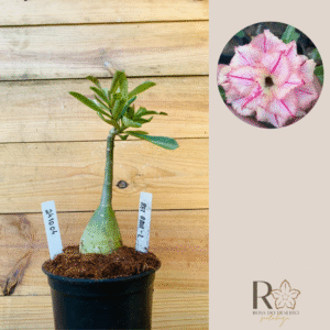 2410 04 Rosa do Deserto Rei Davi 2