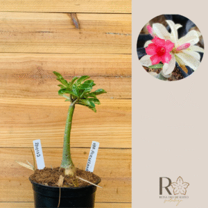 2310 102 Rosa do Deserto Variegata Porcelana