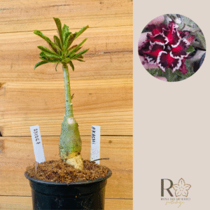 2310 67 Rosa do Deserto Akachi