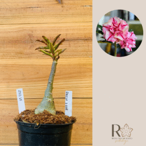 2310 65 Rosa do Deserto Daesy Love