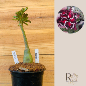 2310 61 Rosa do Deserto Akachi