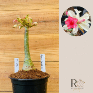 2310 59 Rosa do Deserto Porcelana 2