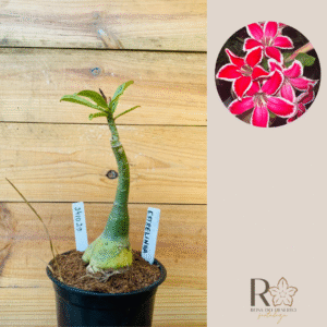 2410 29 Rosa do Deserto Estrelinha