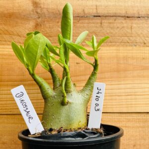 2410 03 Arabicum Dinossaur - F2 12 meses