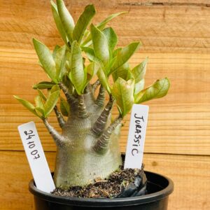 2410 07 Arabicum Jurassic - F2 12 meses