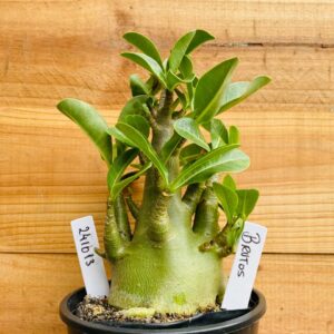 2410 13 Arabicum Brutos  - F2 12 meses