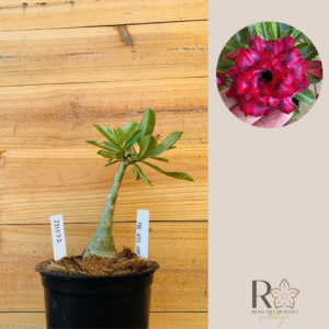 2310 72 Rosa do Deserto Mah Nee Nate