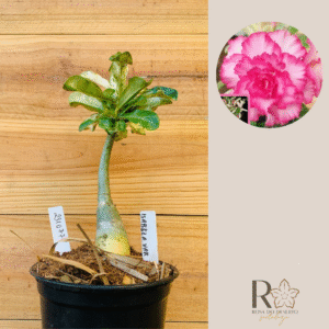 2310 77 Rosa do Deserto Isabele Variegata