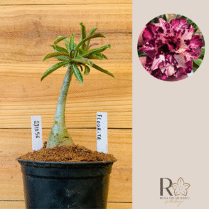 2310 56 Rosa do Deserto Flourita