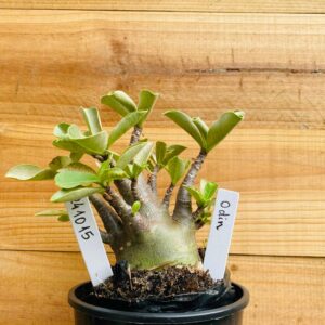 2410 15 Arabicum Odin - F2 12 meses