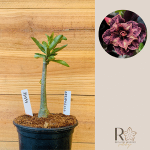 2310 55 Rosa do Deserto Crepusculo