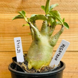 2410 20 Arabicum Megatron - F2 12 meses