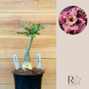 2310 31 Rosa do Deserto Olive