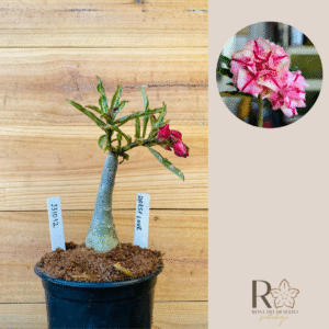 2310 12 Rosa do Deserto Daesy Love