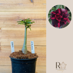 2310 11 Rosa do Deserto Ferrari Black