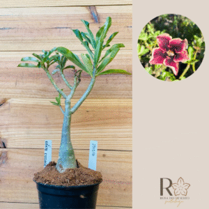 2310 10 Rosa do Deserto Grape Essence