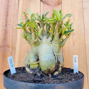 2310 31 Arabicum Dwarf - Adulta