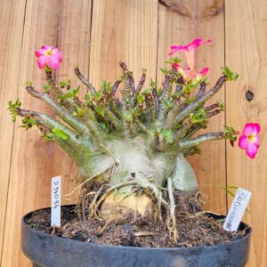 2310 34 Arabicum Braquiossauro - Adulta