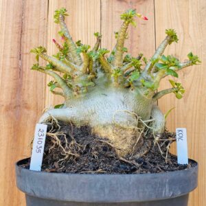 2310 35 Arabicum Kdk  - Adulta