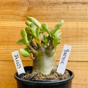 2410 23 Arabicum Bardok  - F2 12 meses