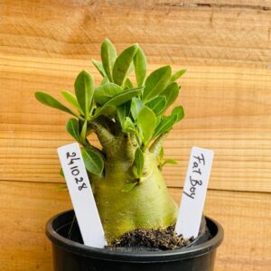 2410 28 Arabicum Fat Boy - F2 12 meses