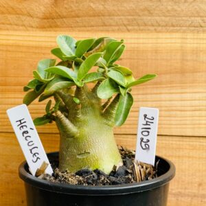 2410 29 Arabicum Hércules - F2 12 meses