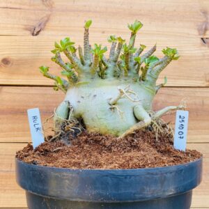 2510 07 Arabicum Hulk - Adulta