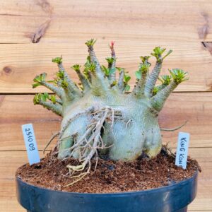 2510 09 Arabicum King Kong - Adulta