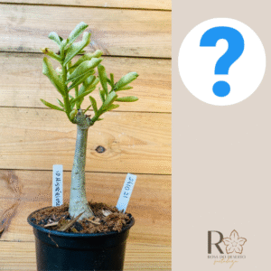 2410 21 Rosa do Deserto ID MISTERIOSO