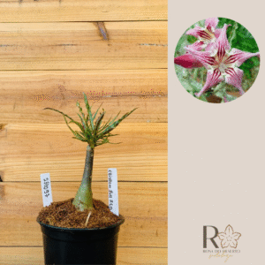 2310 97 Rosa do Deserto Crispum Pull Red Strings