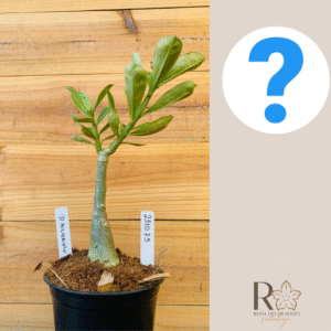 2310 75 Rosa do Deserto ID MISTERIOSO