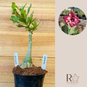 2310 40 Rosa do Deserto Blossom