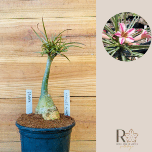 2310 13 Rosa do Deserto Strings White