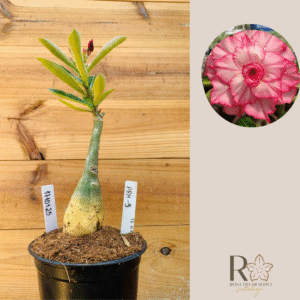 1710 125 Rosa do Deserto Arm  -5