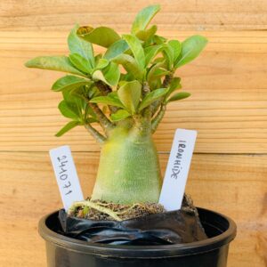 2410 71 Arabicum Ironhide - F2 12 meses