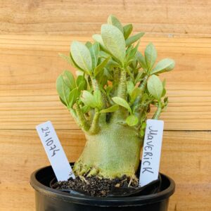 2410 74 Arabicum Maverick - F2 12 meses