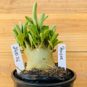 2410 76 Arabicum Panzer - F2 12 meses