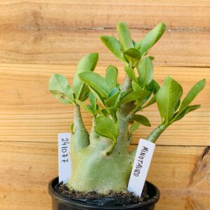 2410 77 Arabicum Minotauro - F2 12 meses