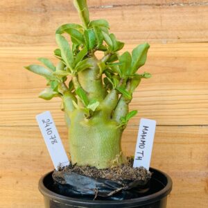 2410 78 Arabicum Mammoth - F2 12 meses