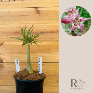 2310 70 Rosa do Deserto Crispum Pull Red Strings