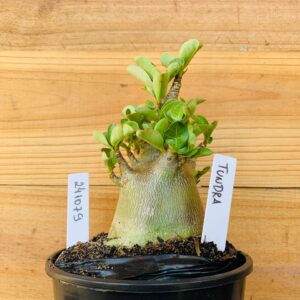 2410 79 Arabicum Tundra- F2 12 meses