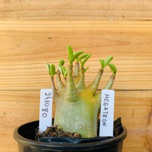 2410 80 Arabicum Megatron - F2 12 meses