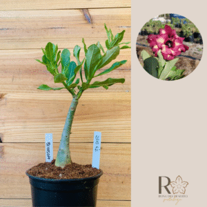 2310 42 Rosa do Deserto Blossom