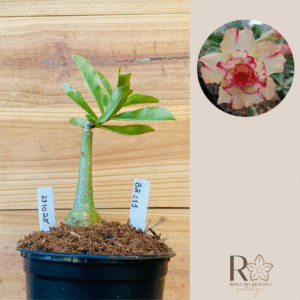 2310 28 Rosa do Deserto BR111