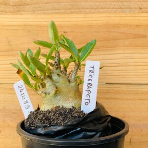 2410 83 Arabicum Triceraptor - F2 12 meses